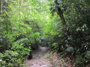 Monteverde 18      